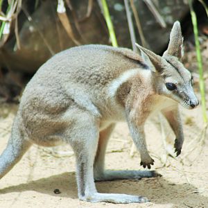 Bridled Nail-tail Wallaby (Onychogalea fraenata)