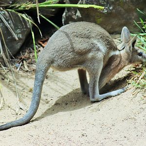Bridled Nail-tail Wallaby (Onychogalea fraenata)