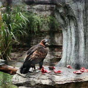 Golden eagle and steppe eagle
