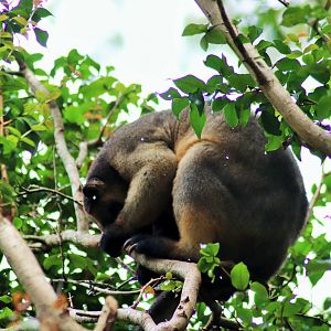 Lumholtz's Tree Kangaroo (Dendrolagus lumholtzi)