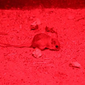Spinifex Hopping Mouse (Notomys alexis)- Nocturnal House