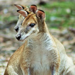 Agile Wallaby (Macropus agilis)