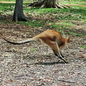 Hopping Agile Wallaby