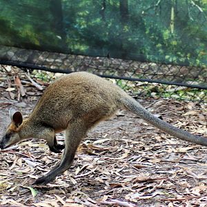 Hopping Swamp Wallaby