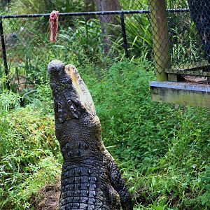 Saltwater Crocodile Talk