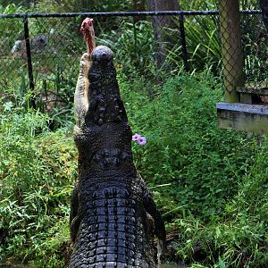 Saltwater Crocodile Talk