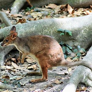Wild Red-legged Pademelon (Thylogale stigmatica)