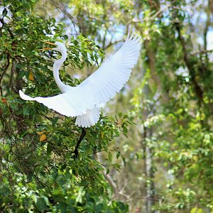 Great Egret (Ardea alba)