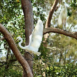 Great Egret (Ardea alba)