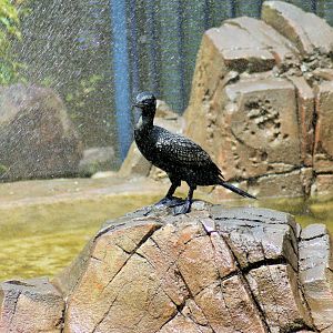 Little Black Cormorant (Phalacrocorax sulcirostris)