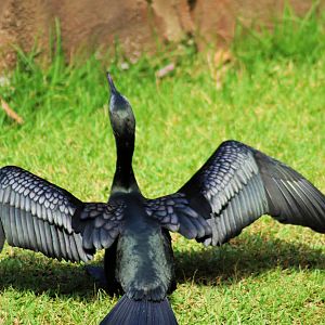 Little Black Cormorant (Phalacrocorax sulcirostris)
