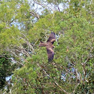 Black Kite (Milvus migrans)