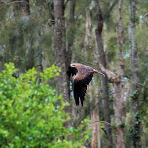 Black Kite (Milvus migrans)