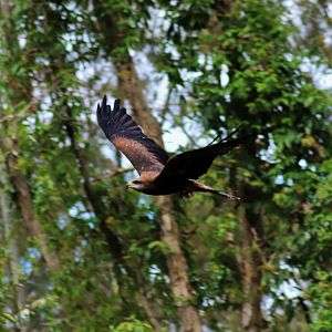 Black Kite (Milvus migrans)