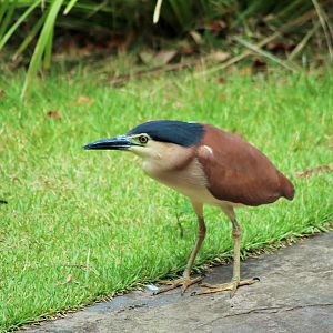 Wild Rufous Night Heron (Nycticorax caledonicus)