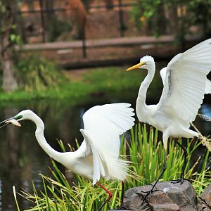 Great Egrets (Ardea alba)