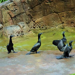 Little Black Cormorants (Phalacrocorax sulcirostris)