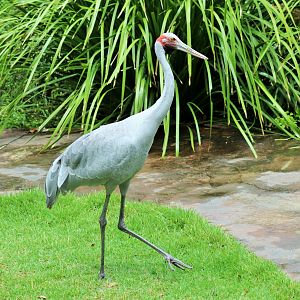 Brolga (Grus rubicunda)