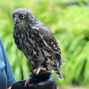 Barking Owl (Ninox connivens)