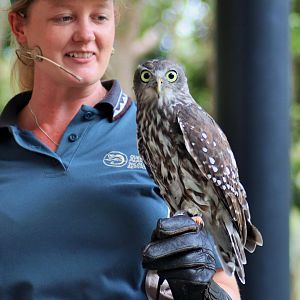Barking Owl (Ninox connivens)