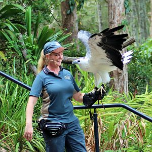 White-bellied Sea Eagle (Haliaeetus leucogaster)