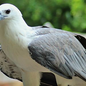 White-bellied Sea Eagle (Haliaeetus leucogaster)