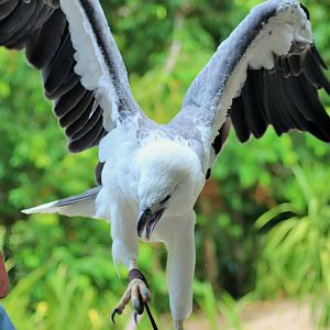 White-bellied Sea Eagle (Haliaeetus leucogaster)