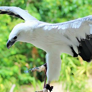 White-bellied Sea Eagle (Haliaeetus leucogaster)