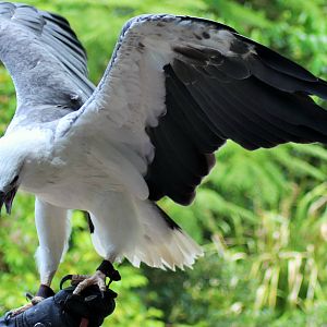 White-bellied Sea Eagle (Haliaeetus leucogaster)