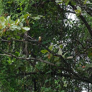 Stork-billed kingfisher