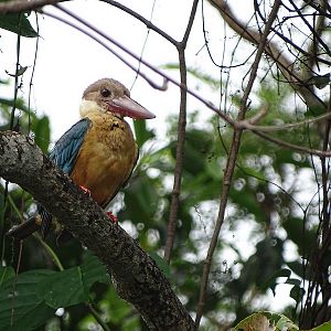 Stork-billed kingfisher