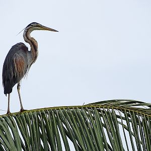 Purple heron