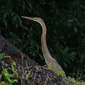 Purple heron