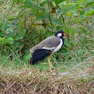 Red-wattled lapwing