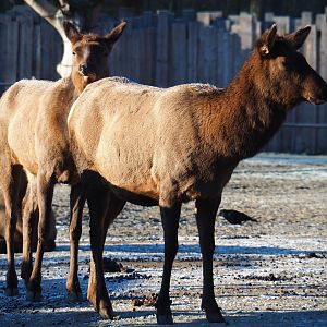 Rocky Mountain elks (Cervus canadensis nelsoni), Jan 20th, 2019