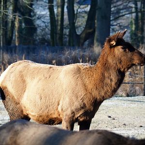 Rocky Mountain elk (Cervus canadensis nelsoni), Jan 20th, 2019