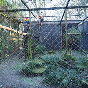 Scarlet macaw - Grey-winged trumpeter aviary (Jan 20th, 2019)