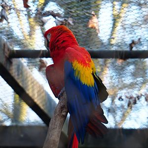 Scarlet macaw (Ara macao), Jan 20th, 2018