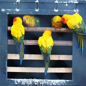 Sun conures (Aratinga solstitialis), Jan 20th, 2019