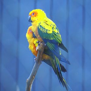 Sun conures (Aratinga solstitialis), Jan 20th, 2019