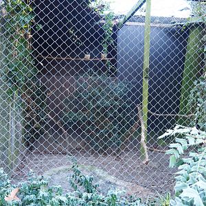 Spectacled owl aviary (Jan 20th, 2019)