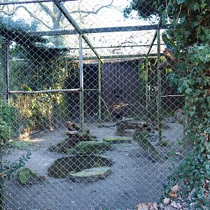 Mexican military macaw - Great curassow aviary (Jan 20th, 2019)