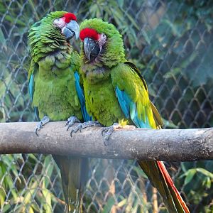Mexican military macaws (Ara militaris mexicana), Jan 20th, 2019