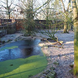 Bush dog exhibit (Jan 20th, 2019)