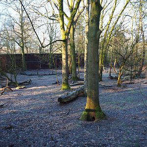 Bush dog exhibit (Jan 20th, 2019)