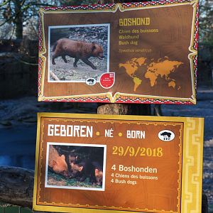 Sign and birth sign Bush dogs (Jan 20th, 2019)