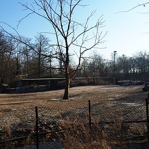 American plains bison - Rocky Mountain elk prairie (Jan 20th, 2019)