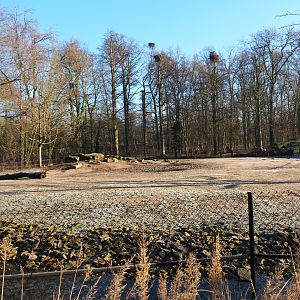 American plains bison - Rocky Mountain elk prairie (Jan 20th, 2019)
