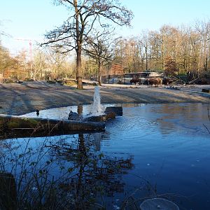 American plains bison - Rocky Mountain elk prairie (Jan 20th, 2019)