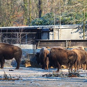 American plains bison (Bison bison bison) herd (Jan 20th, 2019)